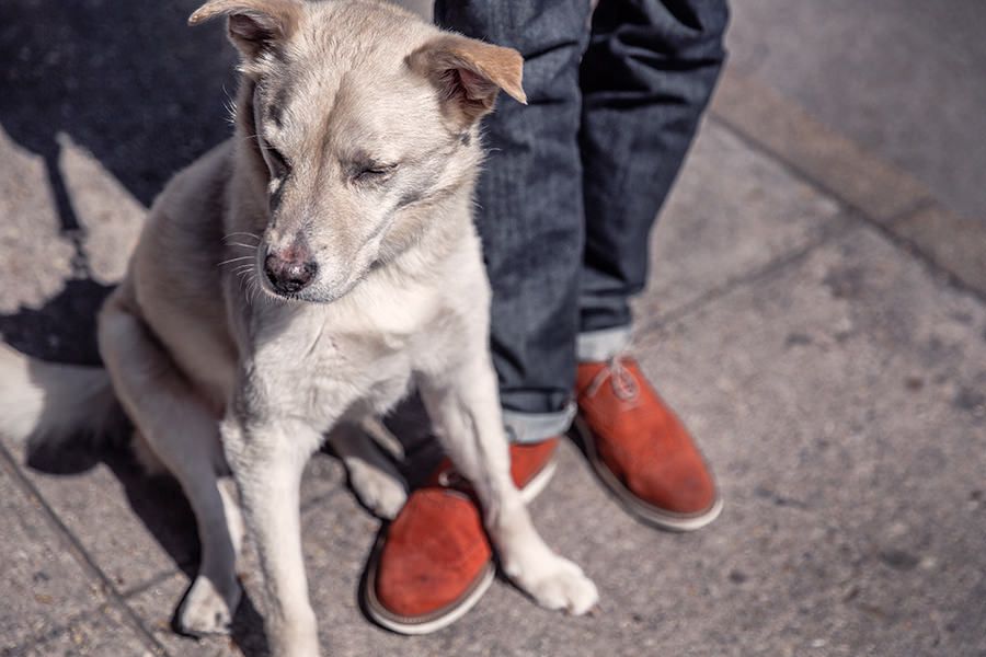 ¡Formentera y nuestros amigos de cuatro patas!