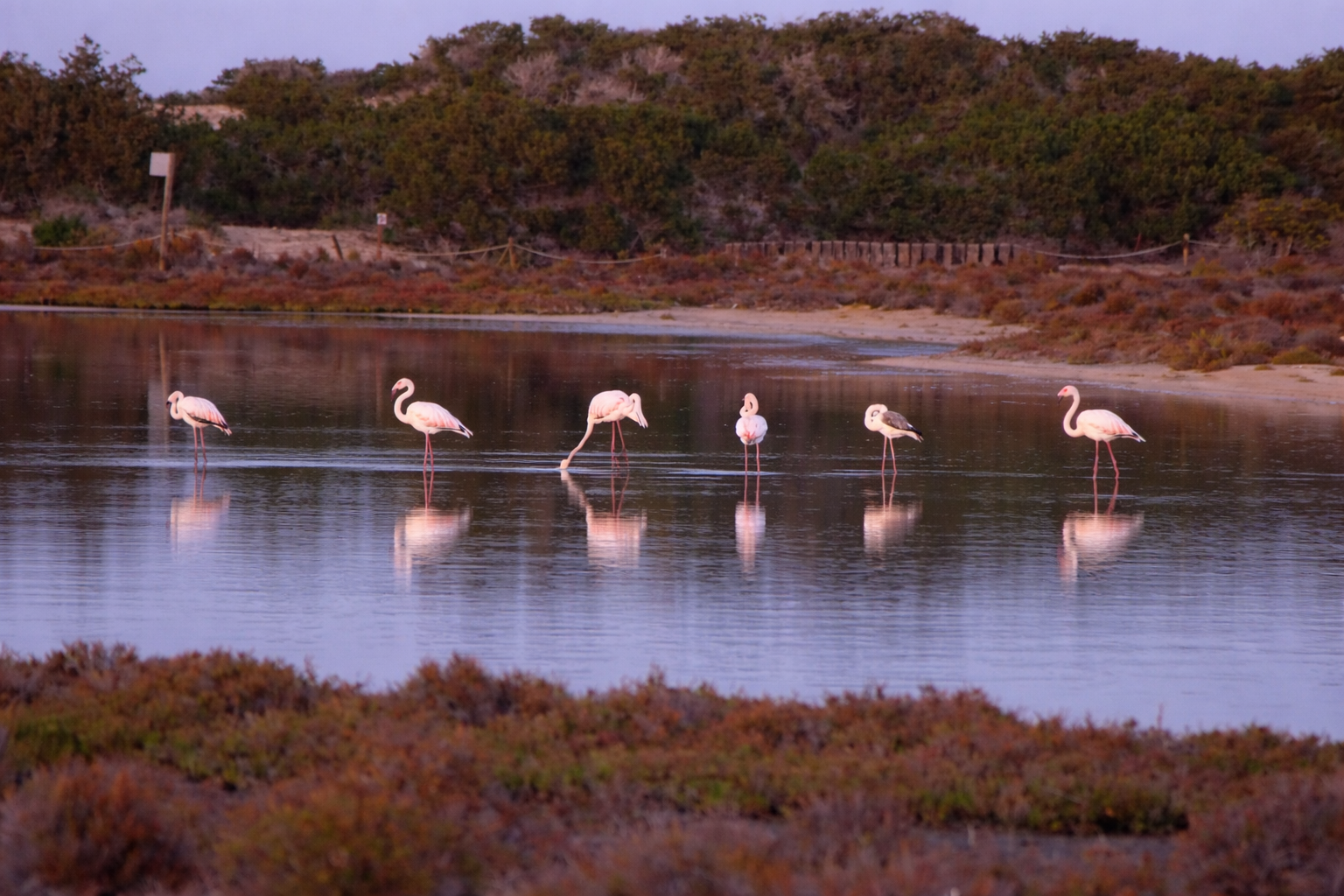 Les Flamants Roses de Formentera : Un Élégant Spectacle Naturel Hivernal