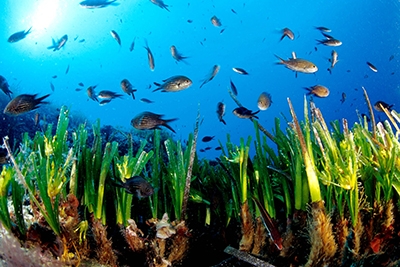 El encantador mundo submarino: snorkeling en Formentera