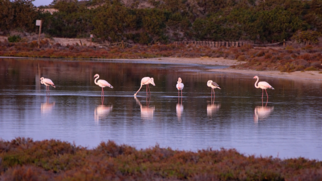 Los Flamencos Rosados de Formentera: Un Elegante Espectáculo Natural Invernal