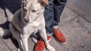 ¡Formentera y nuestros amigos de cuatro patas!