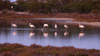 Les Flamants Roses de Formentera : Un Élégant Spectacle Naturel Hivernal