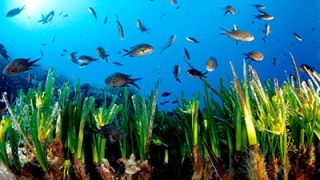 El encantador mundo submarino: snorkeling en Formentera