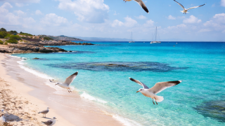 I Gabbiani di Formentera: Compagni Alati e Simboli del loro Spirito Libero